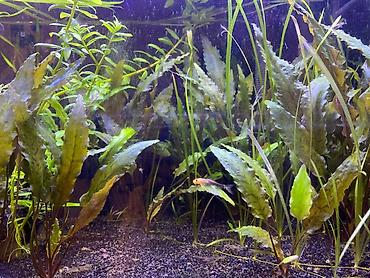 Akvarium aksesuar və ləvazimatları: Təbii ekosistem qurulmuş bitki akvaryumu satılır. içində balıqla — 2
