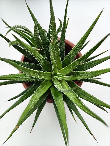 Суккулент Haworthia (в горшке) - Внешний вид: компактная розетка из