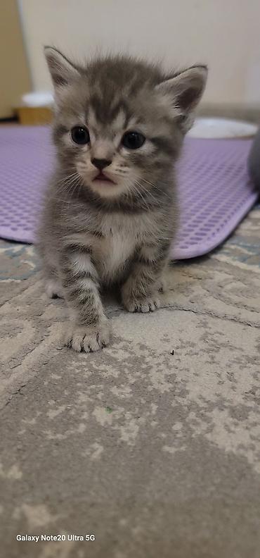 кошка британка: Мама шотландская скоттиш страйт, короткошёрстная Котята смешанные с — 8