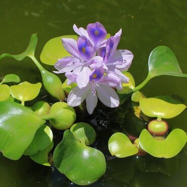 Akvarium aksessuar və ləvazimatları: Эйхорния,водный гиацинт su sünbülü. akvariumlarınızda,su