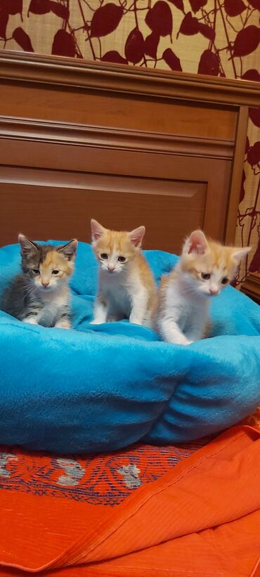 во сколько стерилизовать кошку: Мальчик