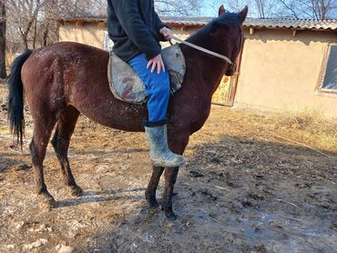 продаю музоо: Жылкылар, аттар