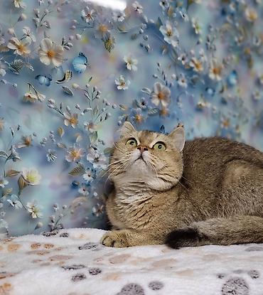 Мышыктар сатылат: Скотиш Страйт (Шотландиялык тик кулактуу), 11 айлык, Ургаачы, Алтын шиншилла, Лотокко барууга үйрөтүлгөн, Курттардан тазаланган, Эмделген — 10