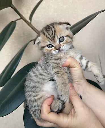 Pişiklər: Britan — 3