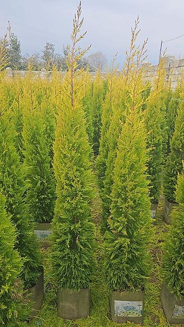 agac tinglerinin satisi: Ucuz qiymete qazon. var. 0Thuja və iynəyarpaqlı dekorativ ağaclar – — 2