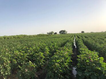 Kommersiya daşınmaz əmlakının satışı: 150 HEKTAR ƏRAZİ satılır İMİŞLİDƏ 110 HEKTAR Mülkiyyət Əkin — 20