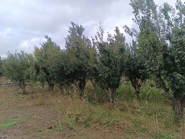 Torpaq sahələrinin satışı: 30 sot, Kənd təsərrüfatı, Mülkiyyətçi, Kupça (Çıxarış) -da lalafo.az — 15 Torpaq sahələrinin satışı: 30 sot, Kənd təsərrüfatı, Mülkiyyətçi, Kupça (Çıxarış) — 15