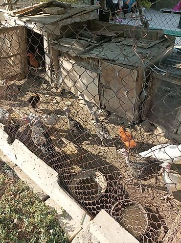 тап аз птицы: Satılır ana hindusqalar 5 dene bala hindusqalar 12 dene cuceler 2 — 1