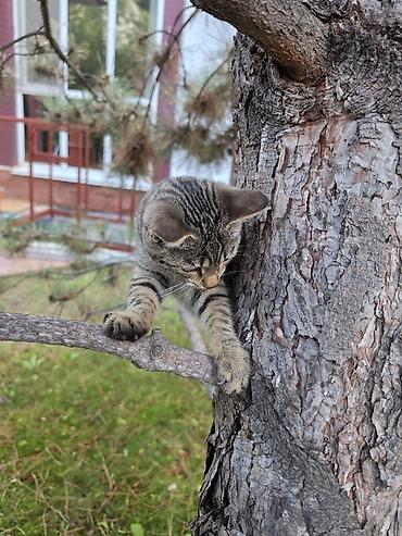 scotish fold: Кошка даром: Беспородная, Девочка — 3