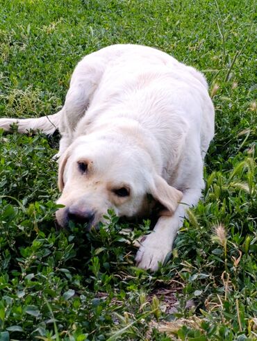 Продажа собак: Лабрадор-ретривер, 2 месяца, Самец — 10