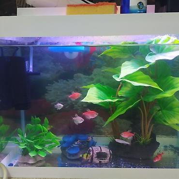 syomqa baliq: Dördbucaq akvarium, Boş, 24 l — 2