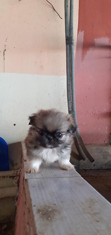 İtlər: Pekines, 1 ay, Peyvəndli — 2