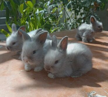 Dovşanlar: Akor balası 8 manat - Cins: akor (ev dovşanı) - - Rənglər: krem — 7