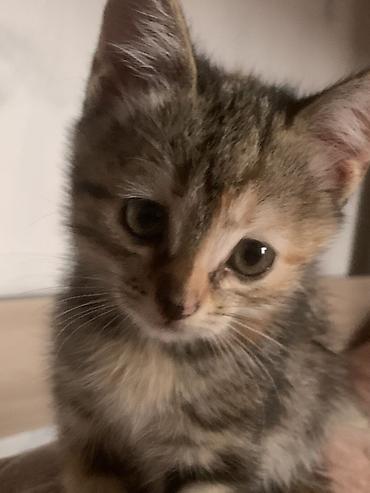 белая вислоухая кошка: Кошка даром: Беспородная, 2 месяца, Девочка, С прививками — 1
