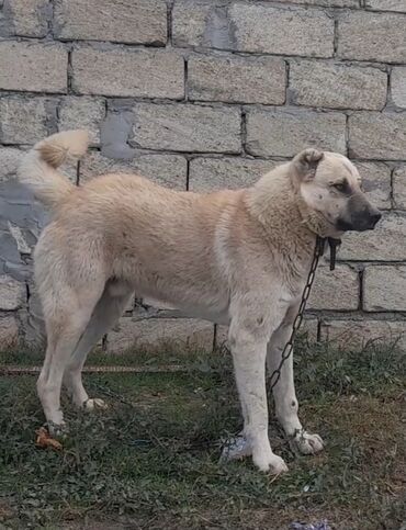 coban itlerin satisi: Çoban itidi.Qurbasar. Çiynindən 66sm hündürlüyü var.100 manata