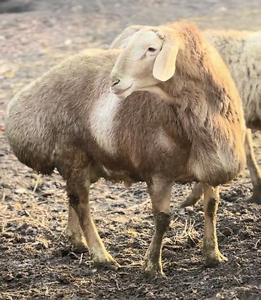 Баран, овца: Продаю | Баран (самец) | Арашан | Для разведения | Осеменитель — 6