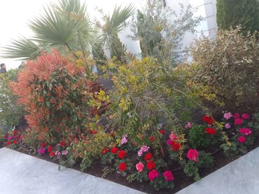 Bağbanlar: Salam bağ evlərində, Abyektlərdə parklarda bağban xidməti görülür — 31