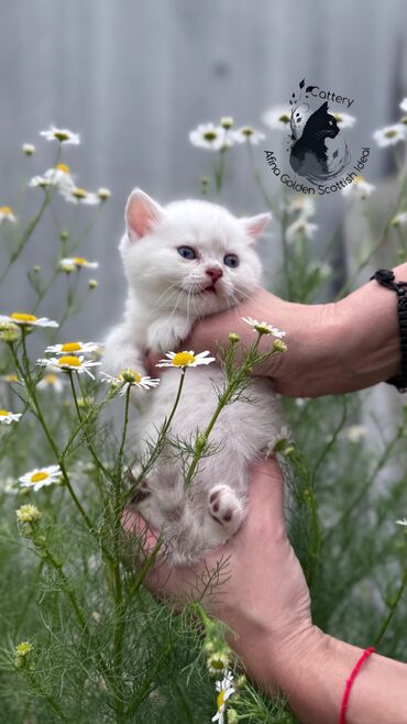 шотландская мраморная кошка: Британ кыска жүндүү, 1 айлык, Эркек, Күмүш өңдүү шиншилла, Лотокко барууга үйрөтүлгөн, Курттардан тазаланган, Документтери менен