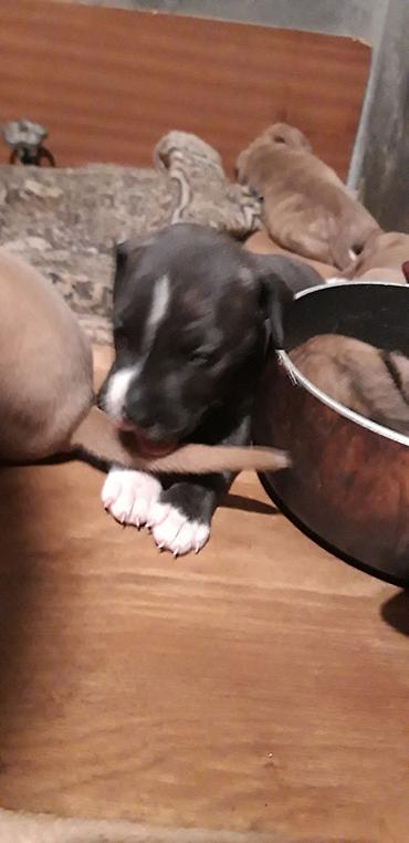İtlər: Pitbul — 5