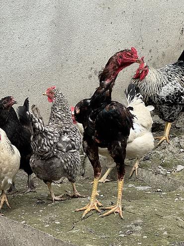 qus nomreleri: Петух, Heyrati, лет: 1, Самовывоз, Платная доставка, Доставка в районы — 7