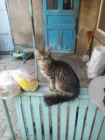 большая кошка: Девочка, Метис — 1
