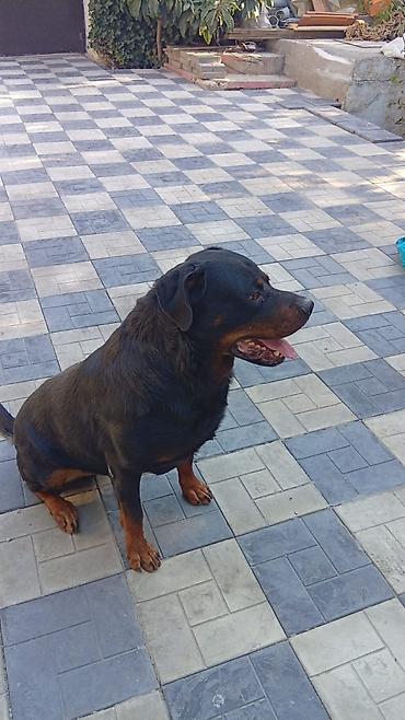 Rotveyler, 5 il, Erkək