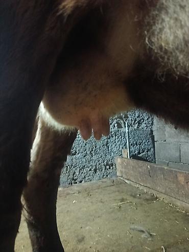 Коровы, быки: Продаю | Корова (самка) | Для молока | Племенные — 7