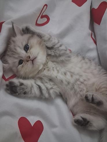 Кошки: Шотландская вислоухая — 5