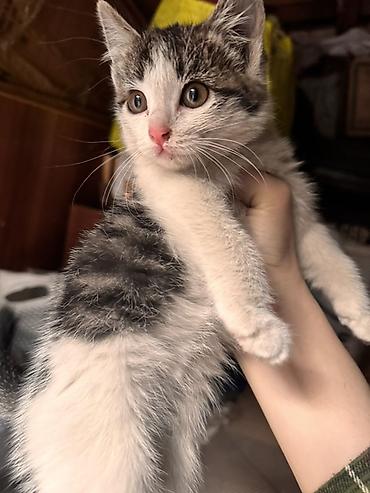 2 месяца, Девочка, Приучена к лотку at lalafo.kg 2 месяца, Девочка, Приучена к лотку