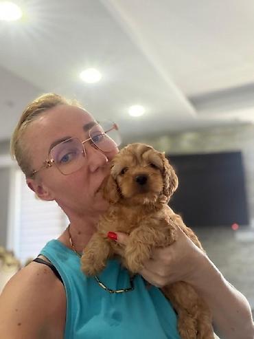 pomeranski špic beli: Registrovana odgajivačnica Pom Bahu Djokovic predstavlja prelepe — 7