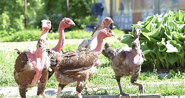 Hinduşkalar: Sekilde olan boynu lut fere, beçə ya xoruz lazımdı. Vatsap aktivdi — 1