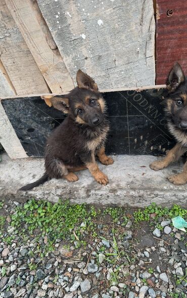 акустические системы celsus sound колонка в виде собак: Немецкая овчарка, 2 месяца, Самка, С прививкой, С родословной