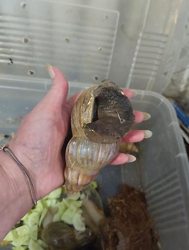 Животные: Гигантские ахатины (Achatina) и молодняк - Взрослые особи крупного — 1