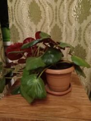 Buket güllər: Başlıq: Фиста 12 ман Təsvir: Фиста 12 ман Məhsul: Dairəvi, parlaq