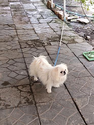 it bazari hardadi: Pekines, 7 ay, Erkək, Sənədli, Ünvandan götürmə, Pulsuz çatdırılma — 3