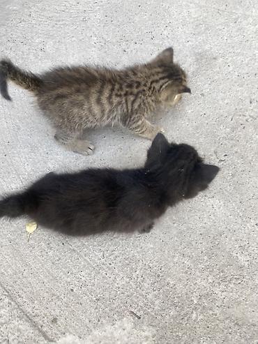 үй жаныбарлары: Котята, короткошёрстные, - Окрас: один тигровый табби — 3