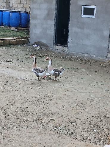 boğaz keci: Salam 7 8 aylığ öz qapımın saölam bu ilin qazlarıdır maşallah olsun 2 — 2