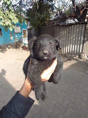 Иттер сатылат: 🐶 Щенки ищут любящий дом! 🏡❤️ Ищем самых добрых и ответственных — 2