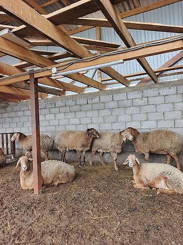 Баран, овца: Продаю | Овца (самка) | Для разведения | Матка — 3