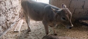 Коровы, быки: Продаю | Бык (самец) | Швицкая | На откорм