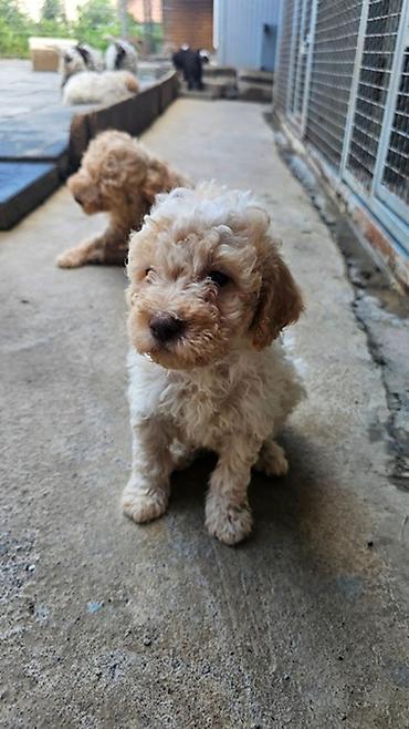 Psi: Lagotto Romagnolo štenci Dostupni štenci Lagoto Romanjolo od roditelja — 3
