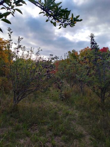 Яблоки: Яблоки — 2