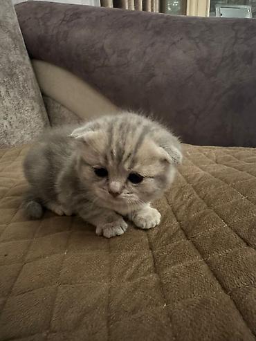 Pişiklər: Britan, Erkək, Dişi — 15