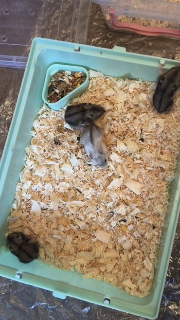 pişik ucun qab: Salam.24 gunluk hamster balaları satılır hamısının gözü parlaq,Tükləri at lalafo.az pişik ucun qab: Salam.24 gunluk hamster balaları satılır hamısının gözü parlaq,Tükləri