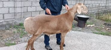 куплю козу: Продаю | Ягненок | Арашан