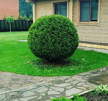 Другие товары для дома и сада: Услуги Садовника Стрижка живой изгороди Уборка дикой травы Покос at lalafo.kg — 7 Другие товары для дома и сада: Услуги Садовника Стрижка живой изгороди Уборка дикой травы Покос — 7