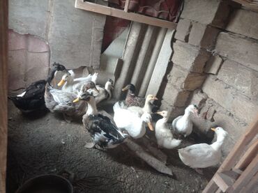 Ördəklər: Dişi, Ətlik