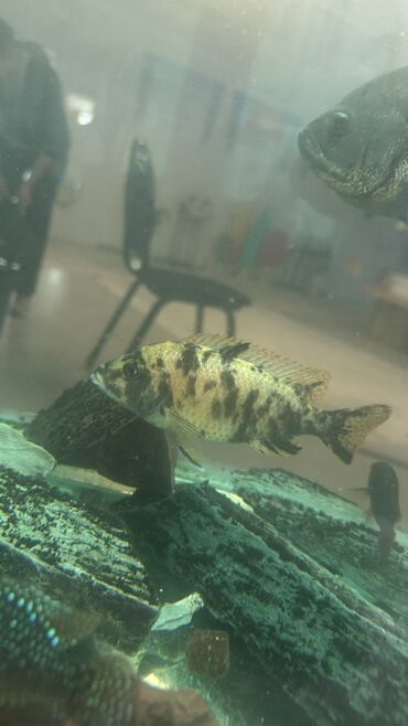 продам французского бульдога: Продаю рыбы БОЛЬШИЕ для домашнего аквариума Подходят тем, кто ищет