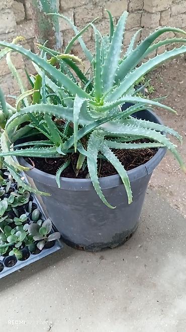 balaca limon: Aloe vera – iri plastik qabda yetkin sukulent - Bitki: Aloe vera — 1