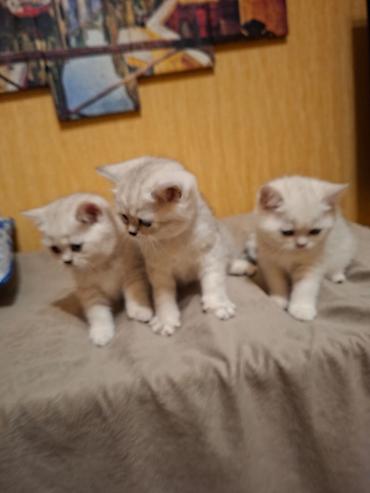 Pişiklər: Britan — 4